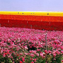 Key社明确暂无推出新作升级版计划 标准版明年1月发售